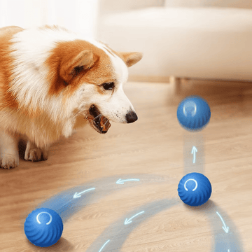 Electric Dog Toys