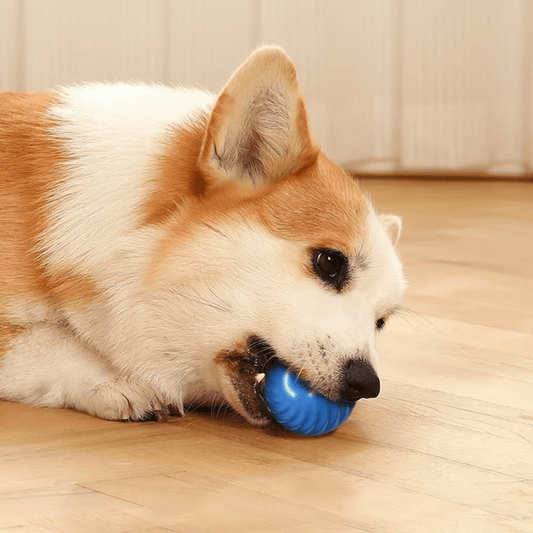 Electric Dog Toys